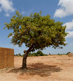 © Fotolia/africa Karitebaum