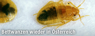 Bettwanzen
