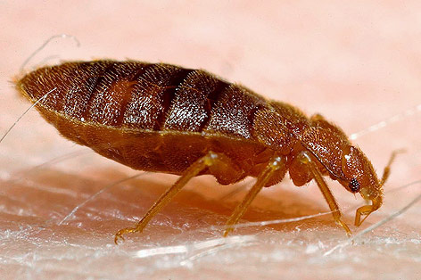 © APA/CDC/Harvard University/Piotr Naskrecki Bettwanze
