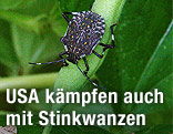 Stinkwanze