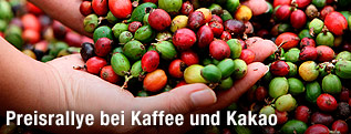 Kaffeebohnen