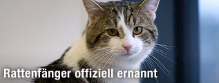 Downing-Street-Katze Larry