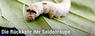 Seidenwurm