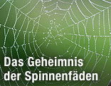 Spinnennetz