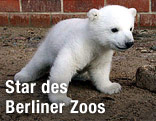 Eisbär Knut