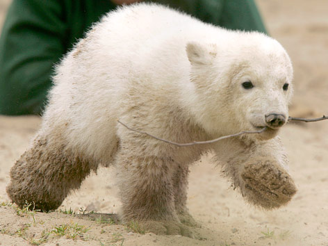 © Reuters/Arnd Wiegmann Eisbär Knut