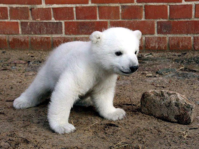 © APA/EPA/Peter Griesbach Eisbär Knut