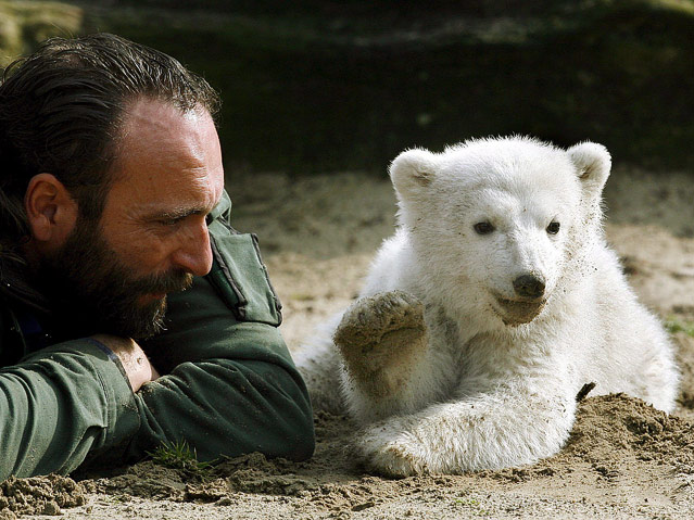© APA/EPA/Wolfgang Kumm Eisbär Knut