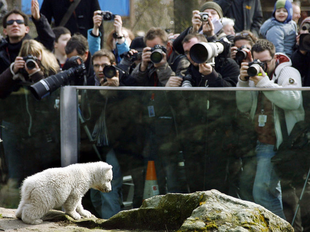 © APA/EPA/Wolfgang Kumm Eisbär Knut