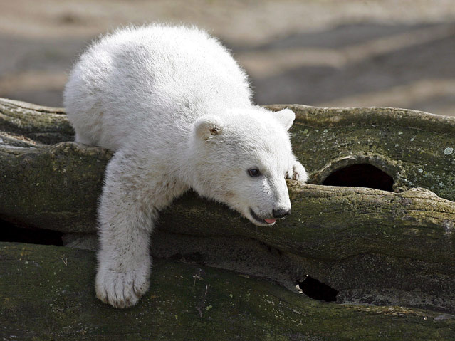 © APA/EPA/Marcel Mettelsiefen Eisbär Knut