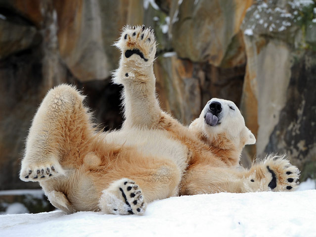 © APA/dpa/lbn/Alina Novopashina Eisbär Knut