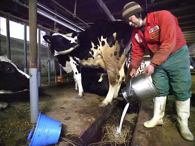 © APA/EPA Milchbauer schüttet verstrahlte Milch weg
