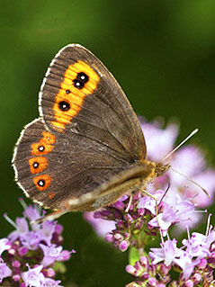 © Fotolia/Rebel Alpen-Mohrenfalter auf einer Blüte