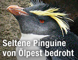 Felsenpinguin