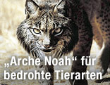Ein iberischer Luchs schleicht sich an
