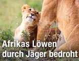 Löwin mit Jungem