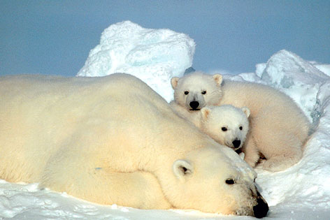 © AP Eisbären in Alaska (USA)