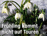 Schneeglöckchen im Schnee