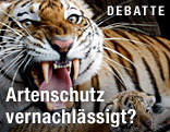 Tigerweibchen mit Jungem