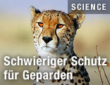 Gepard
