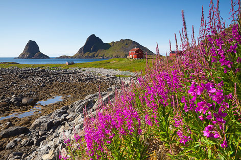 Skandinavische Küstenlandschaft mit Blumen