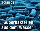 Bakterien im Mikroskop