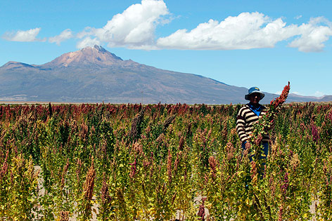 © Reuters/David Mercado Ein Bauer steht in einem Quinoa-Feld
