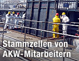 AKW-Mitarbeiter in Fukushima transportieren eine Stahlplatte