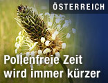 Spitzwegerich