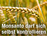 Getreideähre