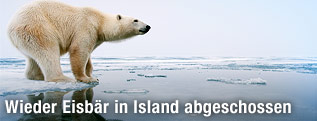 Eisbär steht auf einer Eisscholle