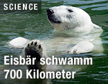 Eisbär schwimmt im Wasser