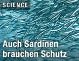 Sardinen