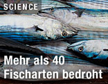 Thunfische