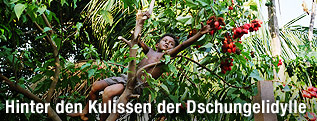 Bub pflückt Urucum-Früchte von einem Baum