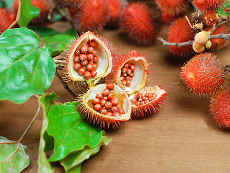 © Fotolia/RM1 Urucum-Früchte