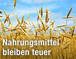 Getreidefeld