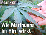 Marijuana-Pflanze