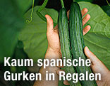 H&auml;nde mit Gurken