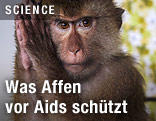Affe