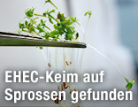 Pinzette mit Sprossenprobe