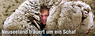 Merinoschaf "Shrek"