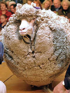 © AP/Ross Land Merinoschaf "Shrek"