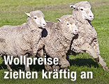 Drei Schafe auf der Weide