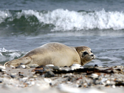 © APA/dpa/Rainer Jensen Seehund am Strand von Helgoland