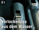 Orgelpfeiffen