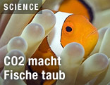 Clownfisch