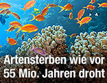 Fische im Riff