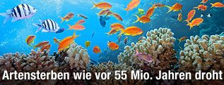 Fische im Riff