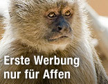 Brauner Kapuzineraffe